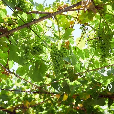 Enoturismo Casa De Chantada Holiday home