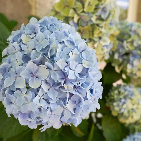 Enoturismo Casa De Chantada Meis